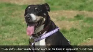 Rescue Remedies Dogs present The Magnificent 7