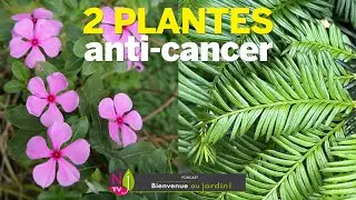 PERVENCHE DE MADAGASCAR ET IF DEUX PLANTES QUI GUÉRISSENT DES CANCERS GRÂCE À LA RECHERCHE FRANÇAISE