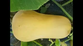 Ask Gardener Lynn #41 When Do I Harvest Winter Squash?
