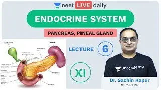 Endocrine System - L 6 | Pancreas | Unacademy NEET | LIVE DAILY | NEET Biology | Sachin Sir