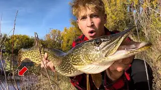 MINNESOTA Fall Pike Fishing my FAVORITE POND!
