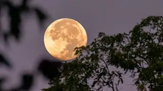 Harvest Moon Setting at Dawn