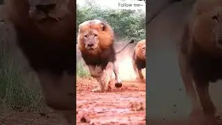 Attack of lion @packattack04082 @AttaHalilintar @SneakAttackSquad