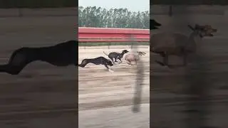 Saluki race #salukirace  #animallovers  #dogshow  #doglover #highlights  #viralvideo