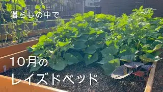 10月のレイズドベッド