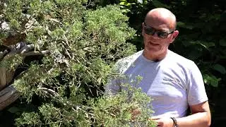The Bonsai Show S1 Episode 3 - Hokkaido Blue Juniper Project Tree