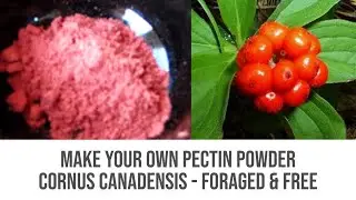 Сделайте свой собственный пектиновый порошок | Cornus Canadensis | Выращенный и свободный