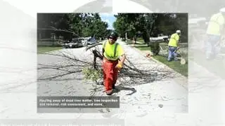 Lewis Tree Service