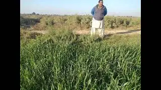 Incredible increase in grain size | Wheat Nutrient Management 