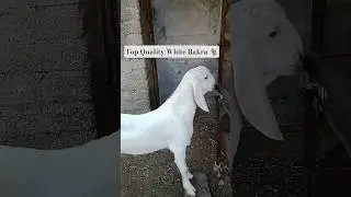 Top Quality White Bakra | Pure Breed Angora Goat | Best Bakra for Eid & Farming