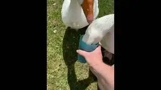 Happy geese #geese #happygeese #noisy