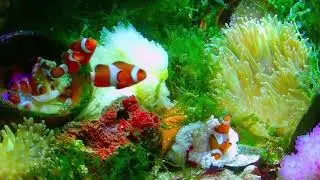 #yeeco#水族館😍Fish tank 4K VIDEO (ULTRA HD) Sea fish, Oasis in the sea - Reduce Stress And Anxiety😍