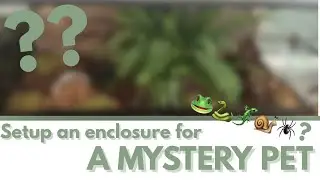 Setup an enclosure for a MYSTERY PET⁉️ 🕷️🦎🐌🐸🐍