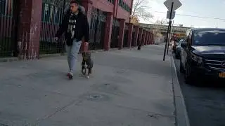 Exercise your dogs with structure.