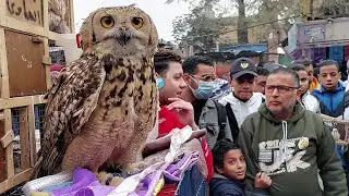 سوق الجمعة بالسيدة عائشة بالاسعاار اشبال اسود غزال طاووس تماسيح صقور بوم سلاحف كلاب قطط فراخ هندى و