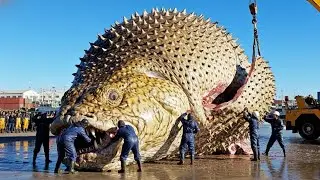 How Fishermen Catch a Giant 750KG Pufferfish | Extreme Fishing at Sea