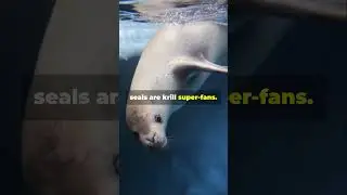 Crabeater Seals  Krill NOT Crab