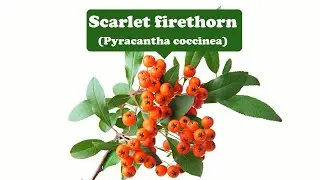 Protection, aggression, dislike--Scarlet firethorn
