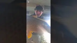 Carp fishing in the city