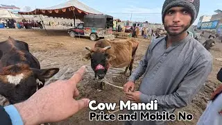 Cow Mandi Price Mobile No and Details 24 January 2026 || Mardan updates