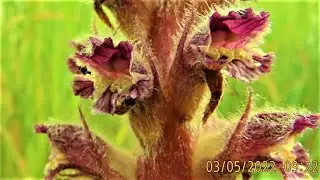Orobanche minor, the hellroot, common broomrape, lesser broomrape, small broomrape or clover broomra
