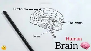 Human Brain Diagram Drawing 🧠