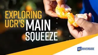 Unveiling the Truth: Is Your Citrus from UC Riverside?