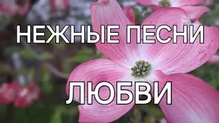Нежные красивые песни любви. Tender beautiful love songs.