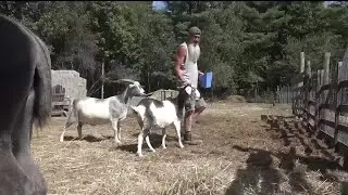 Screaming goat causes stir in Etna, police run-in: &lsquo;He&rsquo;s just got a lot to say!&rsquo;
