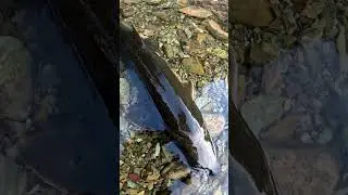 Форель из озера Блэк-Лейк