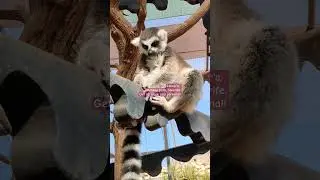 Get up close and personal with lemur's, Monkey Park. #tenerife #lemurs #zoo #familyfuntravel