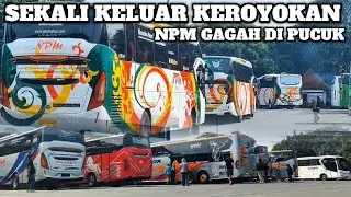 NPM BERTENGGER SENDIRIAN DI ATAS PUCUK || BUS KINI MENJADI PRIMADONA BAGI PERANTAU