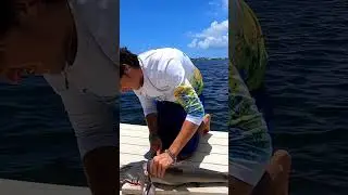 Bonnethead for Breakfast #catchandcook #catchcleancook #catchncook #bonnetheadshark