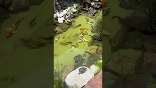 O super lago ornamental 🎏! Part 2 #shorts #carpas