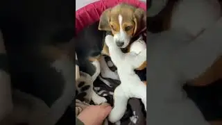 lazy beagle😂