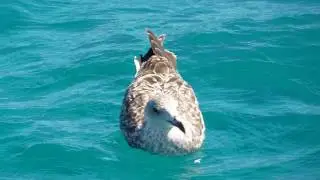 000 clip des cours de navigation hauturi&egrave;re