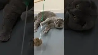 Play time #cat #cute #animals #funny #shorts