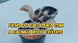 filho do galo sura  com a galinha bode um lindo ex&oacute;tico