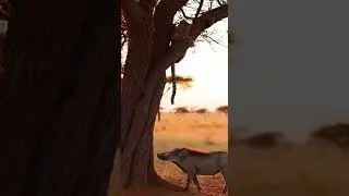 Warthog&rsquo;s Surprise Charge: Leopard&rsquo;s Quick Escape