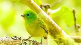 Blue-naped Chlorophonia: Musical Bird Calls & Songs in South America