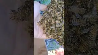 colmena de abejas en vivero
