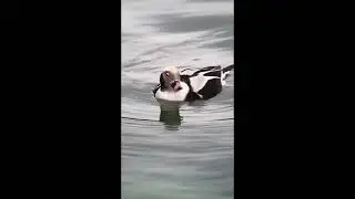 Long tailed duck, (Clangula hyemalis)