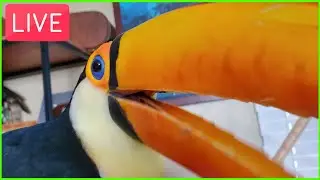 Flock Fridays! (Live Stream 5-22-20)
