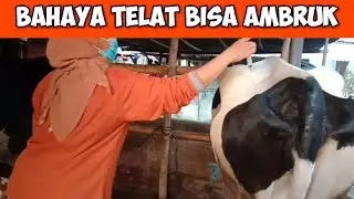 Hypokalsemia pada sapi perah | (sangat berbahaya dan berikut ciri-cirinya)