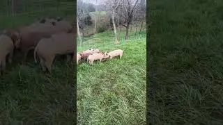 Pastured Pork Comes From HERE!