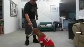 Pretty Smart Pitbull (house training) 1 1/2 years old