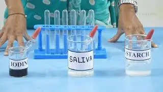 BIOLOGY | 1st PUC | LABORATORY | BIOCHEMICAL TEST - SALIVARY AMYLASE ACTIVITY | S08
