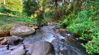 Beat Stress & Goodbye Insomnia in Minutes with Calming Water Sounds in Serene Forest River Ambience