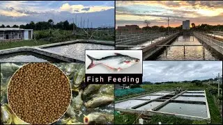 1 crore worth high density Baker fish #biofloc #pangasius #ras #iprs #fishing #agriculture #organic