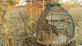 titeer Sound female teetar ki awaaz